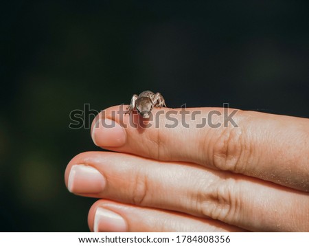 Close up picture of small lizard on the hand in the forest and green background for copy space. Portrait of wild animal in the yard. Macro photography of wild pet on fingers. 