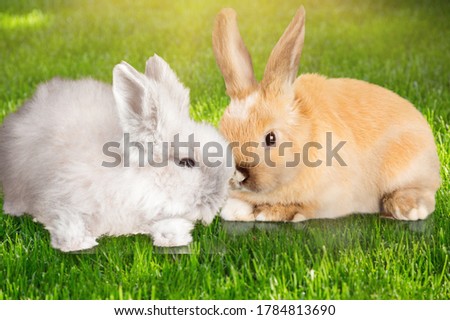 Cute fluffy bunnies or rabbits on a green grass
