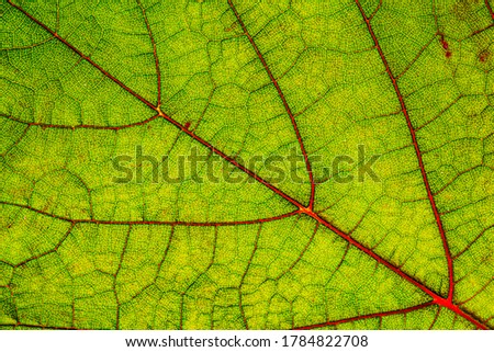Green wine leaf. Green grape leaf with red veins, close up macro texture. 