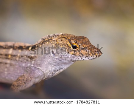 The brown anole is a species that is not generally aggressive except when under certain conditions during breeding season.Brown anoles are native to Cuba and the Bahamas. Royalty-Free Stock Photo #1784827811