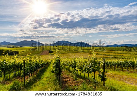 Sunny vineyards landscape in summer, Rhineland-Palatinate, Germany. Deutsche Weinstrasse (German Wine Road) Vineyard Palatinate region. Royalty-Free Stock Photo #1784831885