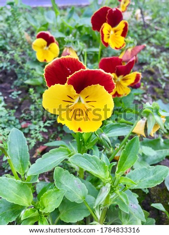 Beautiful  yellow and red (Johnny jump up) flower- also known as Wild Pansy