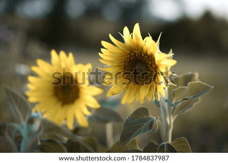 Sunflower on the background of greenery in the sun in art processing Agricultural crop, summer background. The concept of agriculture and the beauty of nature.