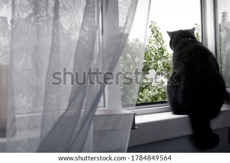black cat looks out open window of country house on rainy day