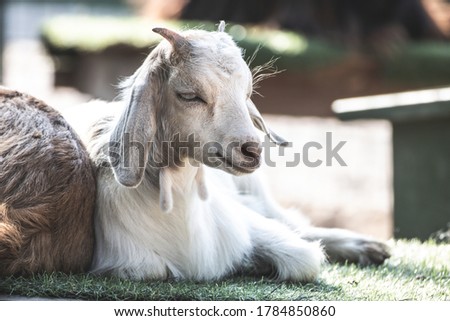 White goat is portrait photo