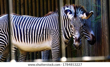 Zebras in their zoo enclosure seen through bars as they eat in the morning sun
