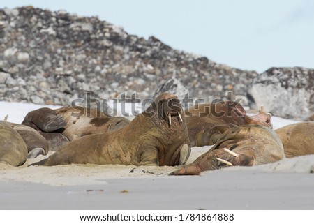 Walruses (Odobenus rosmarus) on the beach, Svalbard, Norway