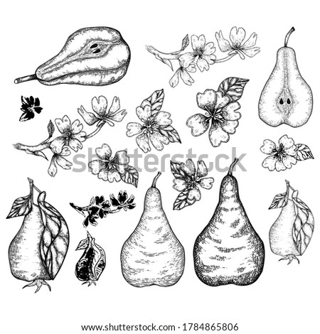 Pears and pear flower big set in engraving vintage style