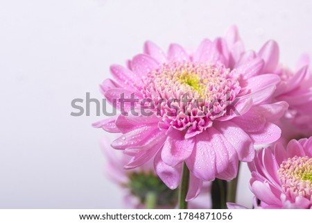 Bright pink chrisantemum flower in a bouquet on white background