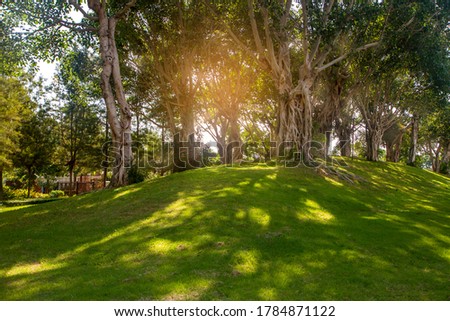 Old linden tree on summer meadow. Large tree crown with lush green foliage  glowing by sunlight. Landscape photography