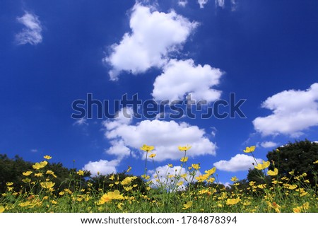 Dancing yellow flower field with rising clouds