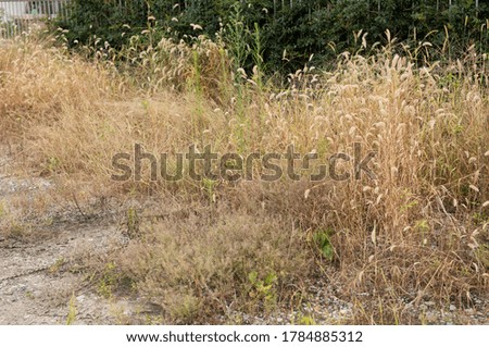 Herbicide spray on dry grass. Dry grass as background.