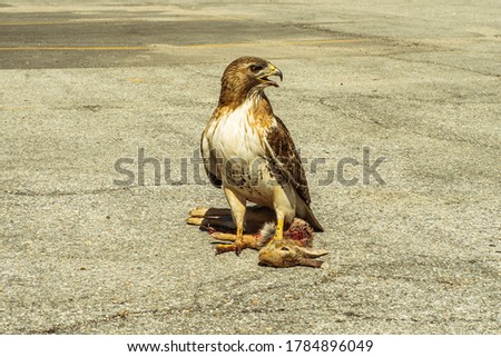 Big hawk bird in the middle of the day, killed a bunny rabbit for lunch in Omaha, NE