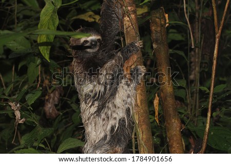 three toed sloth under the rain 