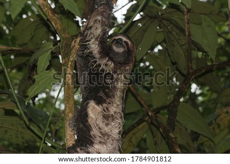 three toed sloth under the rain 