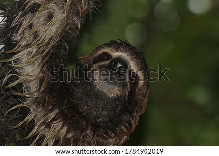 three toed sloth under the rain 5
