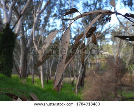 Close up eucalyptus leave with blurred tree background.