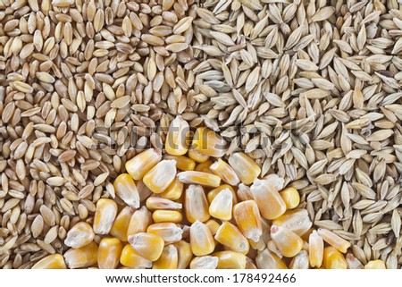 some of wheat, barley and corn seeds