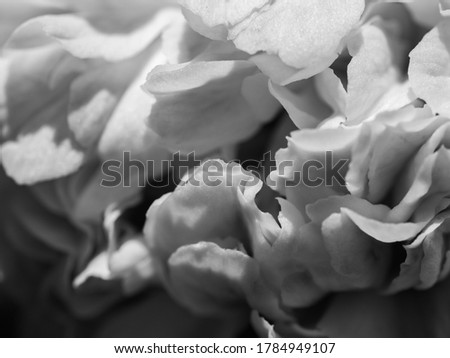 Black and white photo of flower petals