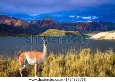  Guanaco is a wild humpbacked camel that lives in South America. Argentina, Patagonia. Los Glaciares Natural Park. Huge lake with azure water and cold mountains