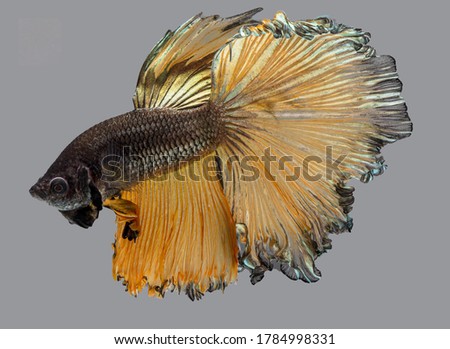 A Siamese fighting fish in any action on isolate background / half-moon beta fish