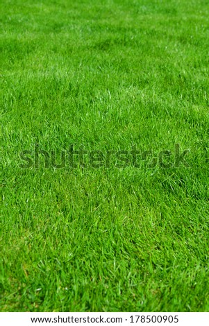 Clean Beautiful Background Green grass. 