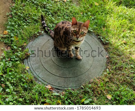 Bengal cat on the lid of the sewer manhole Royalty-Free Stock Photo #1785014693