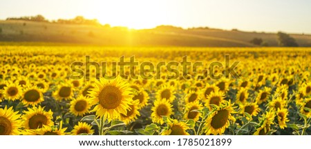 Beautiful panoramic view of a field of sunflowers in the light of the setting sun.
Yellow sunflower close up. Beautiful summer landscape with sunset and flowering meadow Rich harvest Concept.