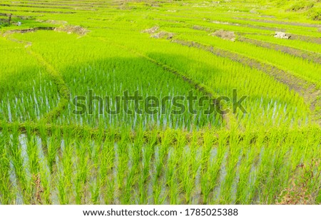 Beautiful view of rice fields in the rainy season in the north of Thailand.