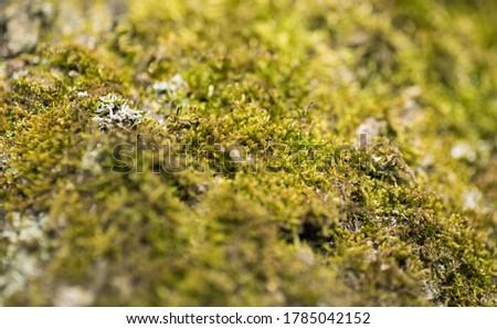 macro picture of tropical moss green background