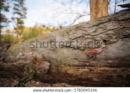 An old tree trunk with peeling cork laying in the pine forest