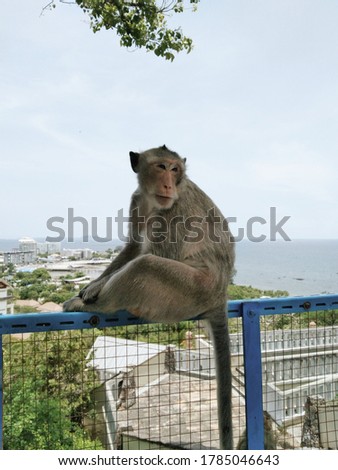 Beautiful nature pictures Monkey of Thailand