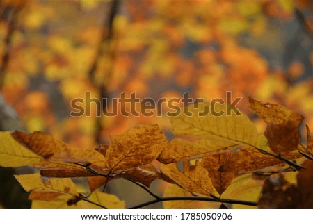 yellowed leaves of tree in autumn