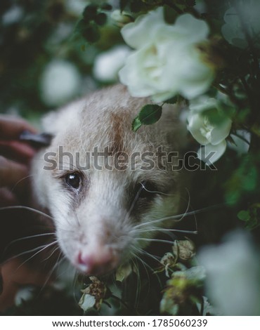 The Virginia opossum with beautifull white roses