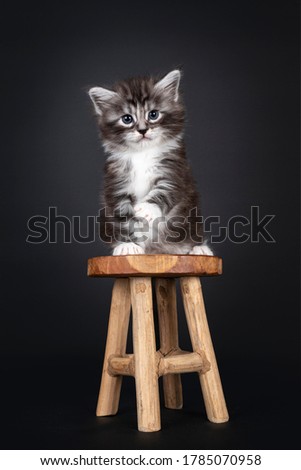 Adorable 5 week old Black silver tabby Maine Coon cat kitten, sitting facing front on little wooden stool. Looking shouder straight to camera with blue eyes. Isolated on black background.