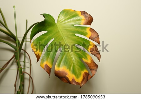 Withering Monstera deliciosa plant leaf. Transition of color. Indoor plant care. Royalty-Free Stock Photo #1785090653