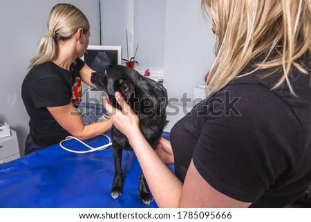 Veterinarian use ultrasound machine on a dog at the modern clinic in Minsk, Belarus.