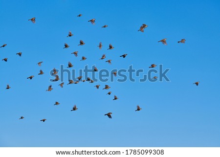 Sparrows flock flies in blue sky. Little urban birds. Sparrows bird wildlife. Birdwatching and ornithology Royalty-Free Stock Photo #1785099308