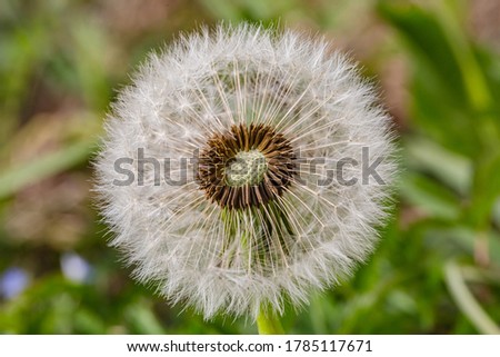 Spring flowers. Spring background. Macro photo of white dandelion cut flower on nature ground background