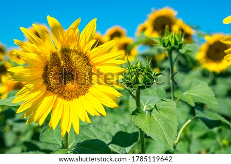 Sunflower field landscape, Sunflower seeds, bright yellow petals, green leaves. Beautiful sunflowers on background of blue sky. Summer bright background, agriculture, harvest concept, vegetable oil 