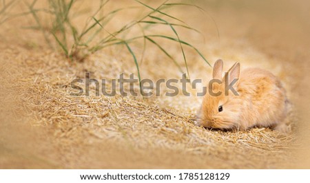 The small brown rabbit sits on the ground in the garden