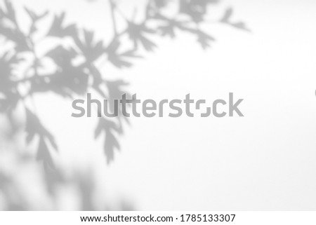 Gray shadow of hawthorn tree leaves on a white wall. Abstract neutral nature concept blurred background. Space for text. Shadow for natural light effects. Royalty-Free Stock Photo #1785133307