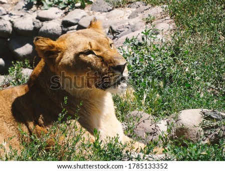 A large and terrible predator resting quietly. Close-up of an adult lion. A ferocious carnivore of the family Felidae. Lion in the zoo. Lying in a cage.     