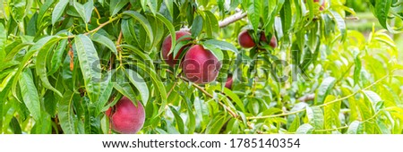 Beauty peach orchard with red peaches. Colorful red peach fruits with green leaves on peach tree ready to be harvested, banner