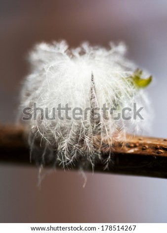 Fluffy dried seed from a wild plant - in the field with natural background