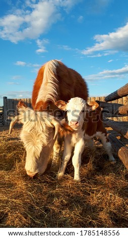 picture of a furry shaggy fluffy white ginger red colored horned cow with a newborn cute calf eating hay looking at the camera in mid spring Sunlight with a blue bright sky on a farm in a rural area
