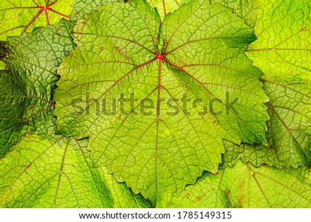 Green grape leaves with red veins, close up macro texture. Green wine  leaf