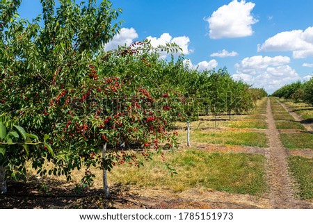 Many fruit trees with green leaves twig and many red ripe tasty juicy dessert cherry berries growing in orchard. Natural eco fruit garden background. Organic nutritious agribusiness concept