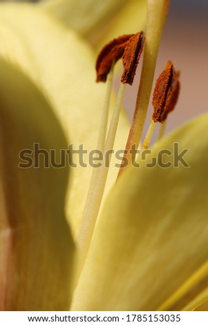 Close-up (macro shoot) a yellow lily petals and stamens in red pollen. "In Full Bloom.
