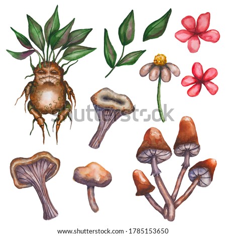 Watercolor set of magic plants, witch's herbs for Halloween - mandrake root, mushrooms, flowers, chamomile, leaves. Stock hand-drawn illustration isolated on white background